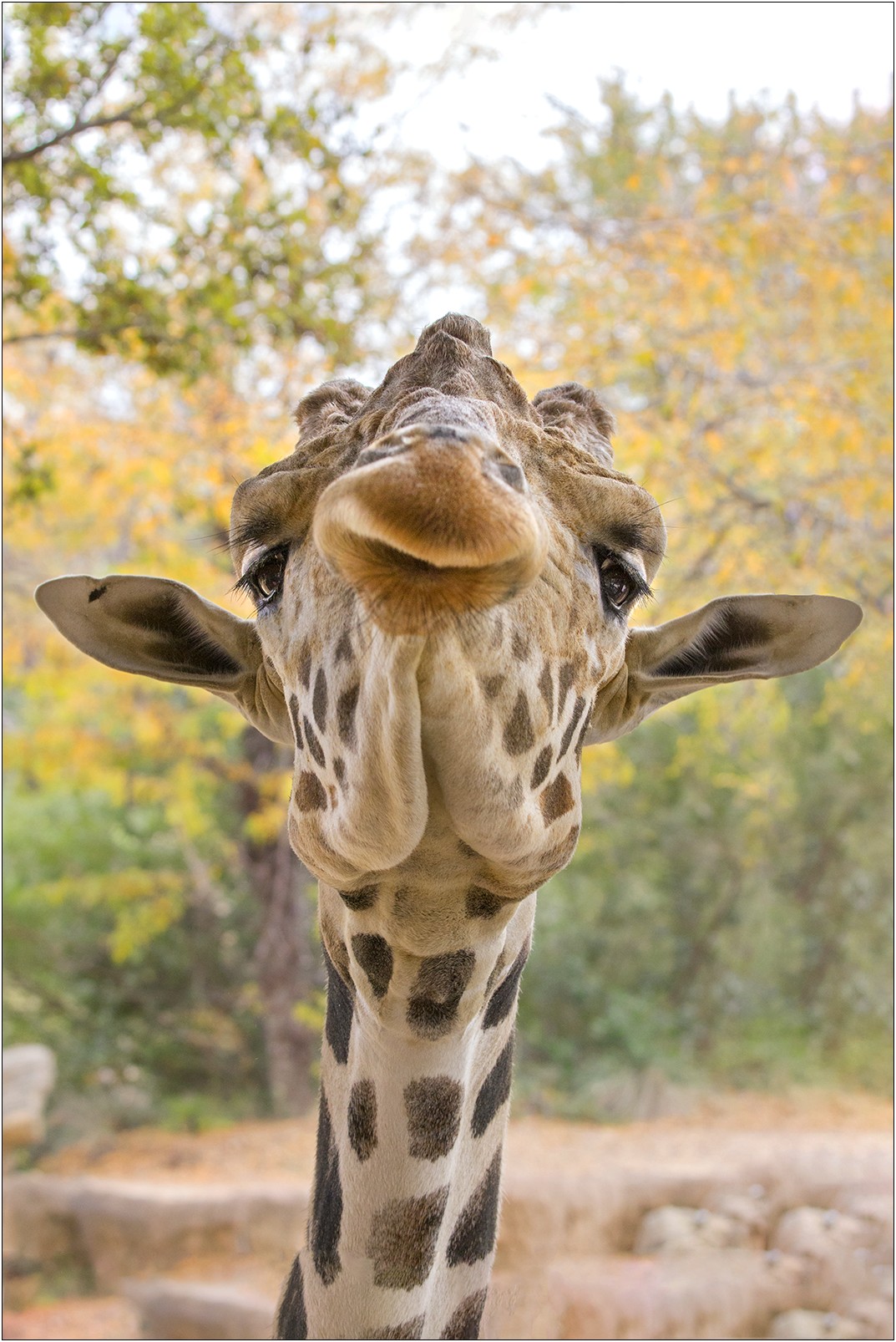 Giraffe Feeding Station Attendant Resume Objective