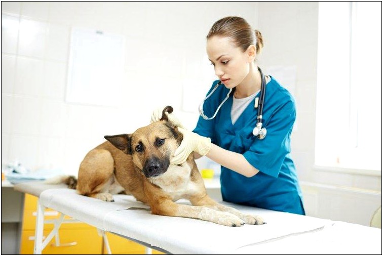 Resume Cover Letter Samples Veterinary