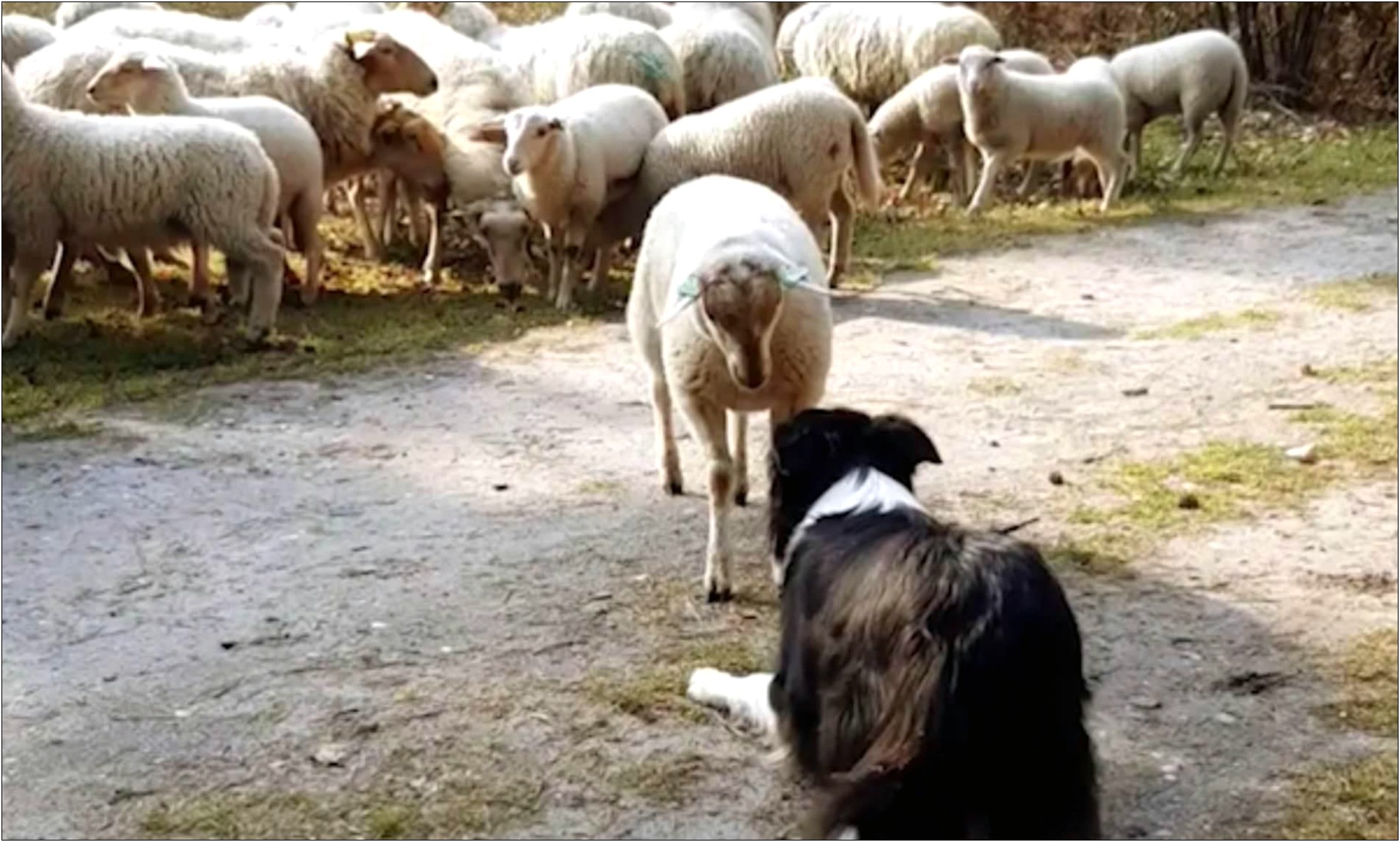 You Lied On Your Resume About Sheepdog Experience